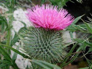 Thistles2